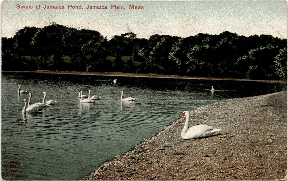 Jamaica Pond, Jamaica Plain, Mass, Robbins Bros, Boston, Germany, Postcard