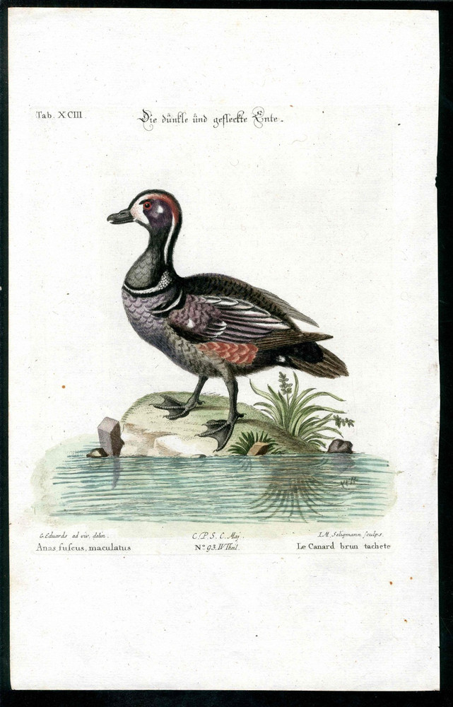 1768 George Edwards Original Bird Print Seligmann Engraving Spotted Brown Duck