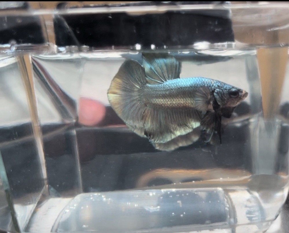 Betta Plakat Cuper Galaxy Halfmoon Fighter Fish