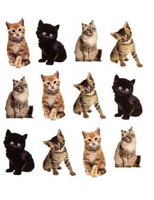 Kitty Cat Kitten Animals Pet  Planner Stickers Invitations Envelope Seals