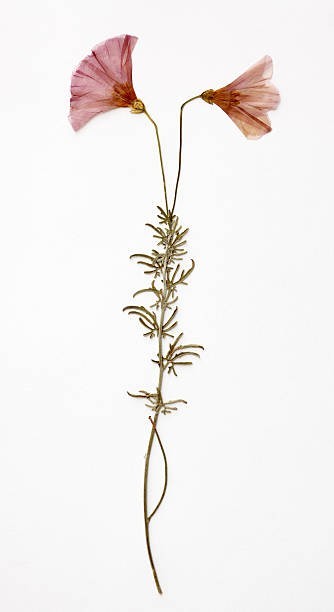 Large Fashionable Bow Shaped Kitty Hair Claw Clip