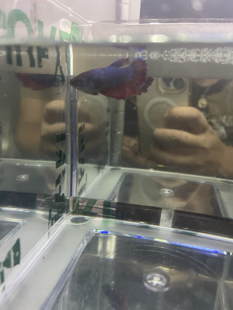 Giant HMPK Female Betta Fish for Sale