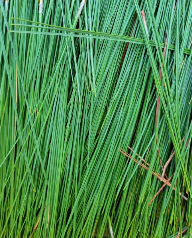 1 Oz Dried Eastern White Pine Needles for Basket Weaving and Crafting