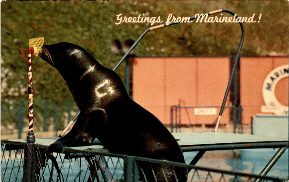 Vintage Marineland Pacific Sea Arena Seal Circus Golden West Long Beach Postcard