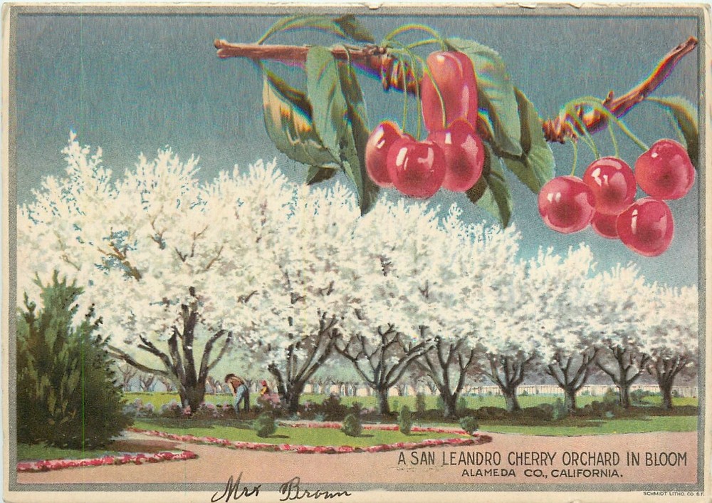 1915 Alameda California San Leandro Cherry Orchard Bloom Vintage Postcard 25-461