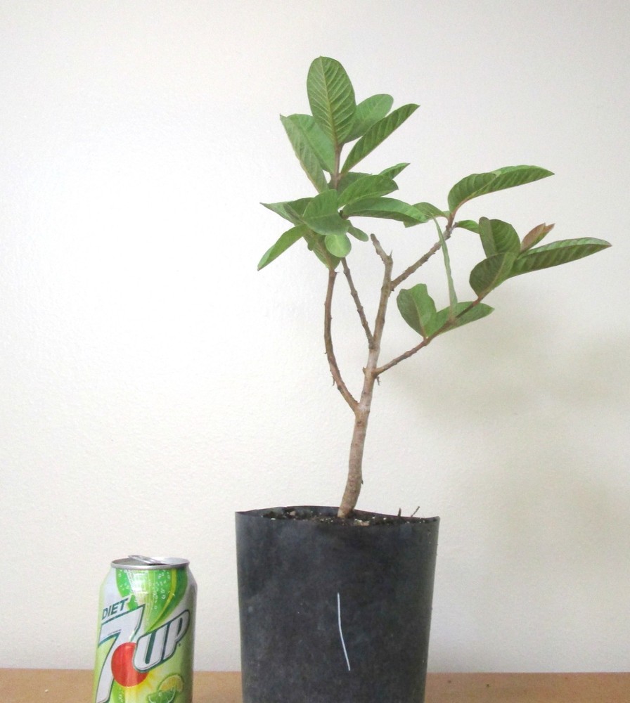 White guava mame shohin bonsai tree for unique fruiting display