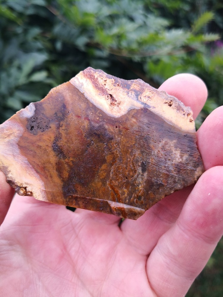 Petrified wood slab from New Zealand for lapidary carving and crystal work
