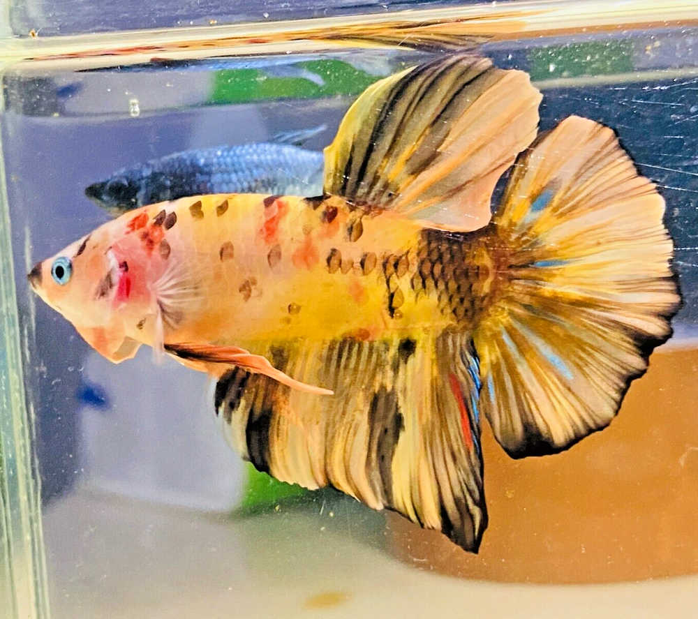 Live Betta Fish Giant Yellow Leopard  7 CM Male #GG9 From Indonesia