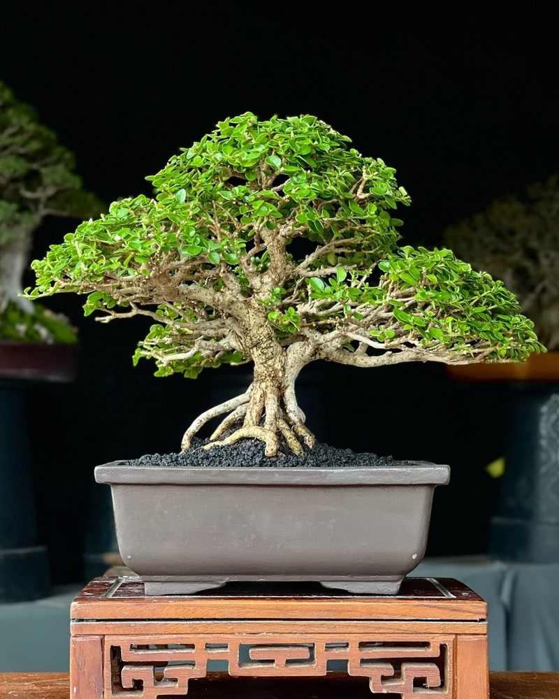 Actual plant Bonsai Premna Microphylla bonsai tree best character bonsai old