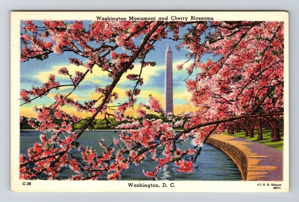Vintage Washington DC Postcard Featuring Monument and Cherry Blossoms  