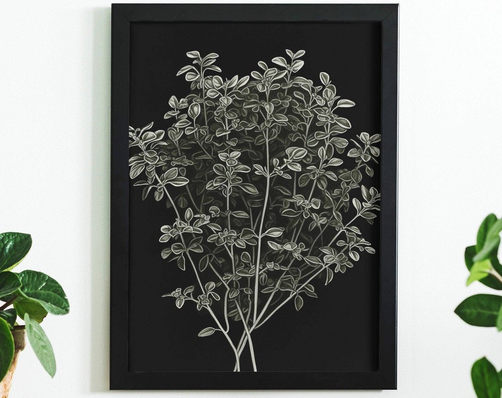 Oregano Illustration Pencil Drawing Print Botanical Poster Print At Home Wall