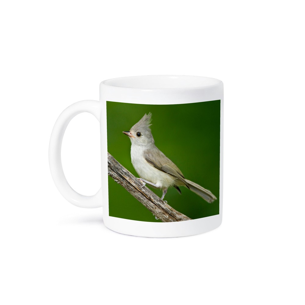3dRose, Tufted Titmouse, Baeolophus bicolor, perched, Texas, USA, Mug
