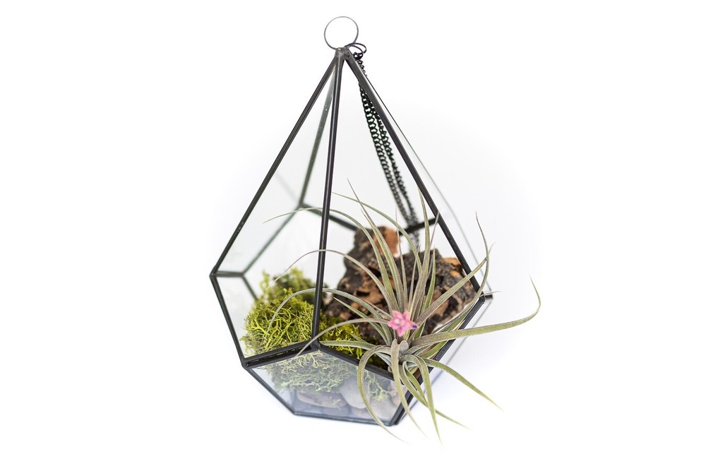 Glass Diamond Terrarium Kit with Air Plants - Easy DIY Home Decor  
