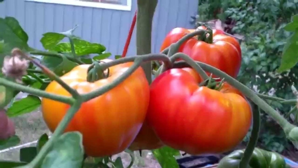 Big Rainbow Tomato Seeds, NON-GMO, Heirloom, Slicing Beefsteak, FREE SHIPPING