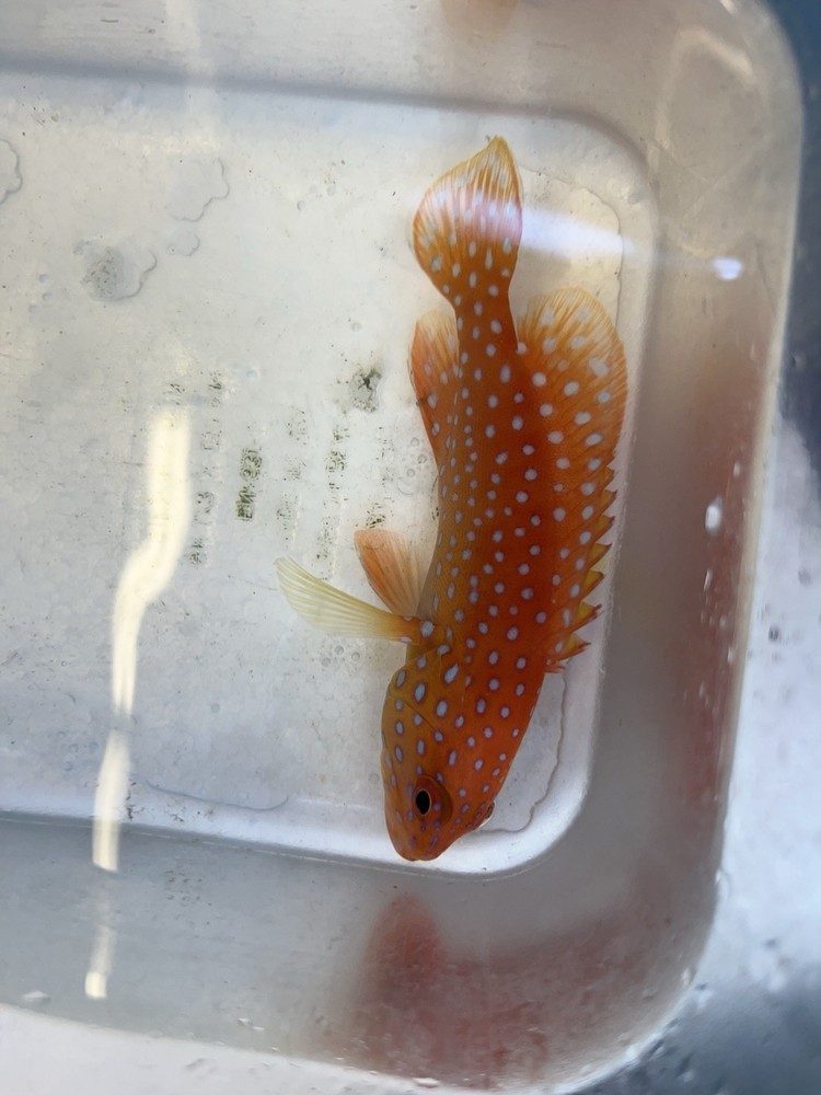 Miniatus Grouper 4-5 Inch Live Fish with Free Shipping Limited Time Deal-image