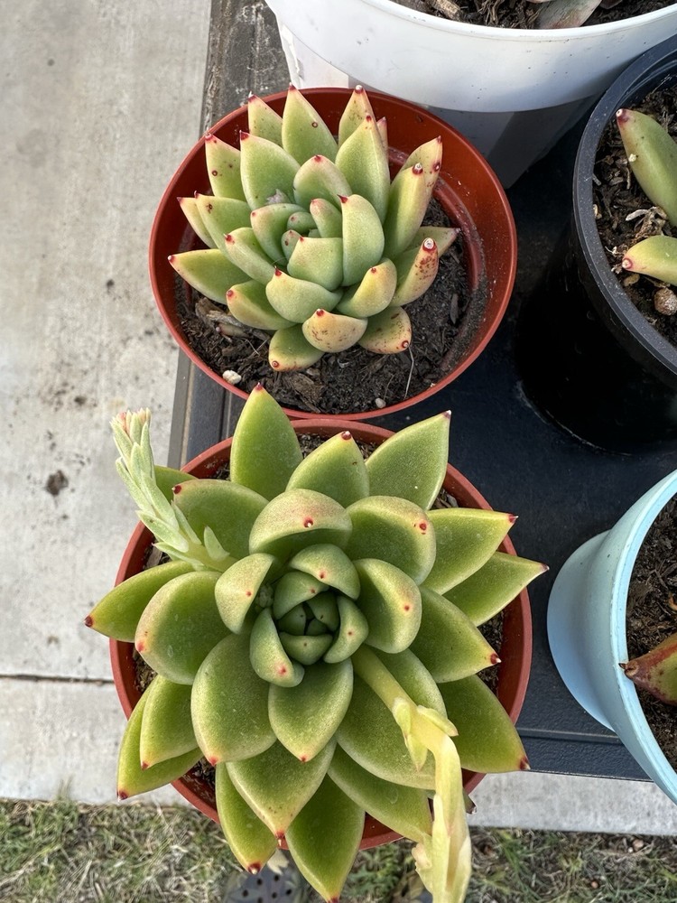Echeveria Agavoides “lipstick” Rare Succulent