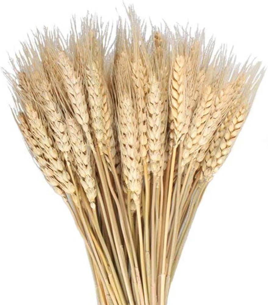 100 Pcs Dried Wheat Sheaves Bundle Golden Natural Wheat Bouquet Bunch Dried Flow