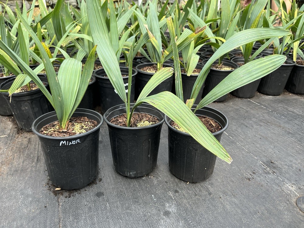 Sabal Minor 1 Gallon Palm - Buy 3 Get 1 Free Summer Deal