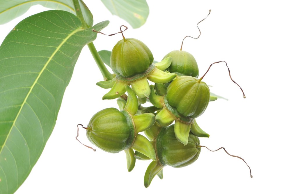 25 seeds Duabanga grandiflora Tree Tropical Plant - Bonsai or Standard RARE