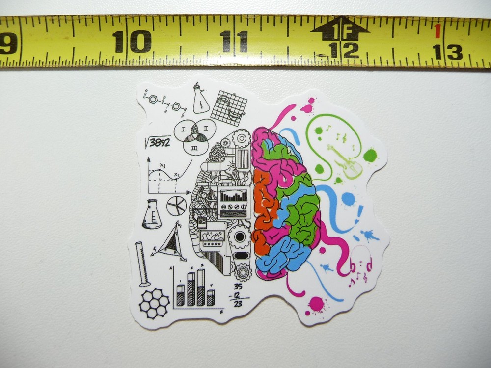 Creative Brain Sections Decal Sticker for School College Teaching and Learning
