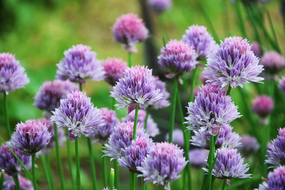100 Seeds Chives Perennial Herb Gardening Purple Flower