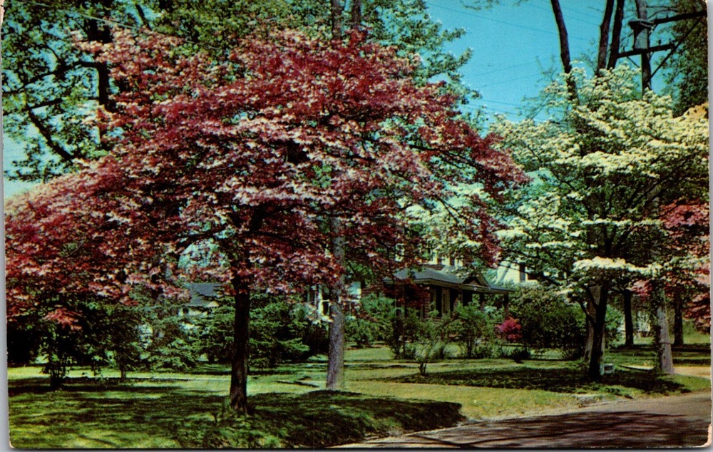 Postcard 1952 Flowering Dogwood on Connecticut CT