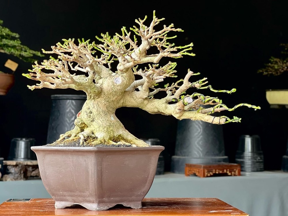 Actual plant Bonsai Premna Microphylla bonsai tree the max bonsai contest