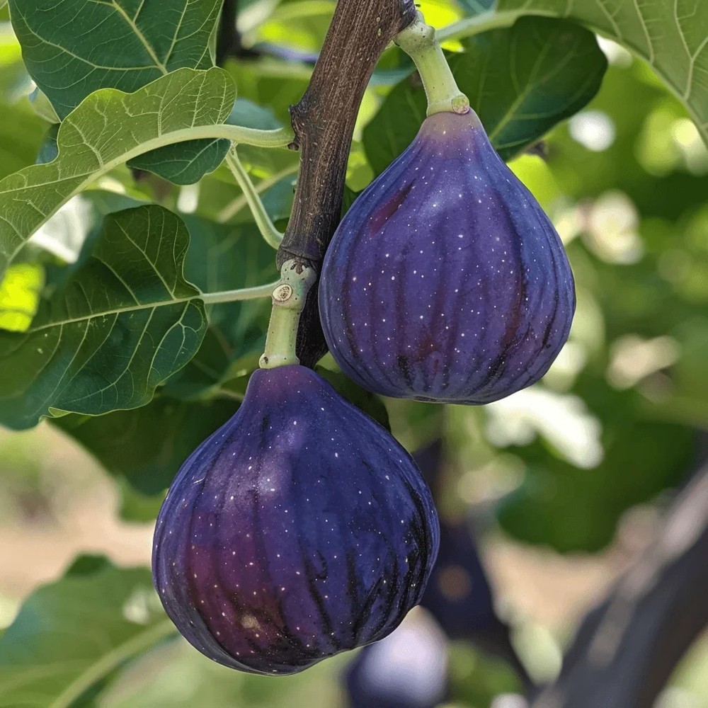 200+ Texas Blue Giant Fig Seeds Large Sweet Fruit Tree Garden USA