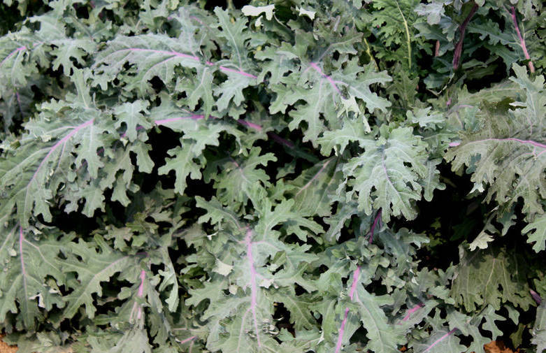 200 Seeds Red Russian Kale Garden Seed Beautiful Color! Clearance Sale-image