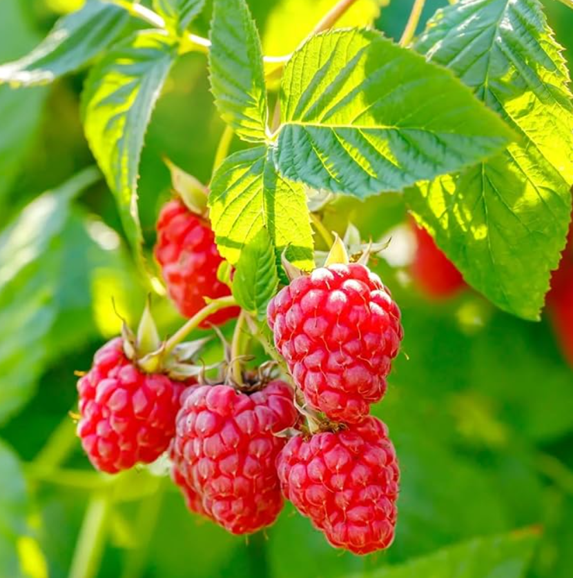 Set 2 Live Caroline Red Raspberry Plants - 4