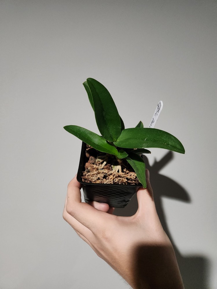 Grower's Clearance SALE. Live Orchids at Heavy Discounted Prices-SEE Description-image