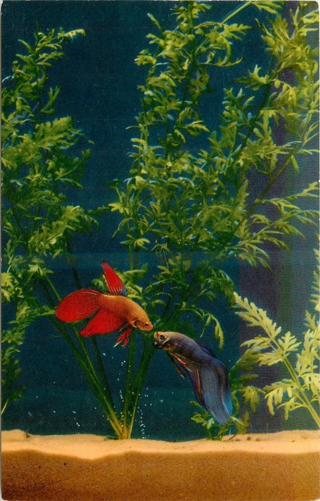 1950s Betta Splendens Siamese Fighting Fish Crocker Postcard 25-231 CAS-1