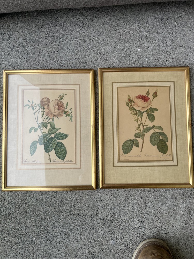 Pair of P. J. Redoute French Botanical Still Life Roses Framed Prints