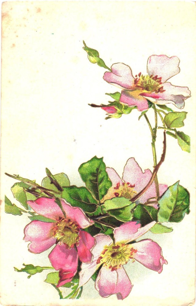 Beautiful Pink Flowers Blossoming Flowers Vintage Postcard