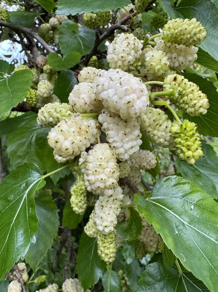 250+ White Mulberry Seeds – Morus alba – Non-GMO, Open-Pollinated Heirloom