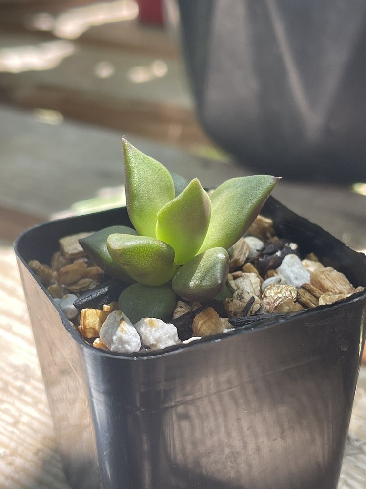 Anacampseros Telephiastrum Rare Seed Grown Succulent 2''