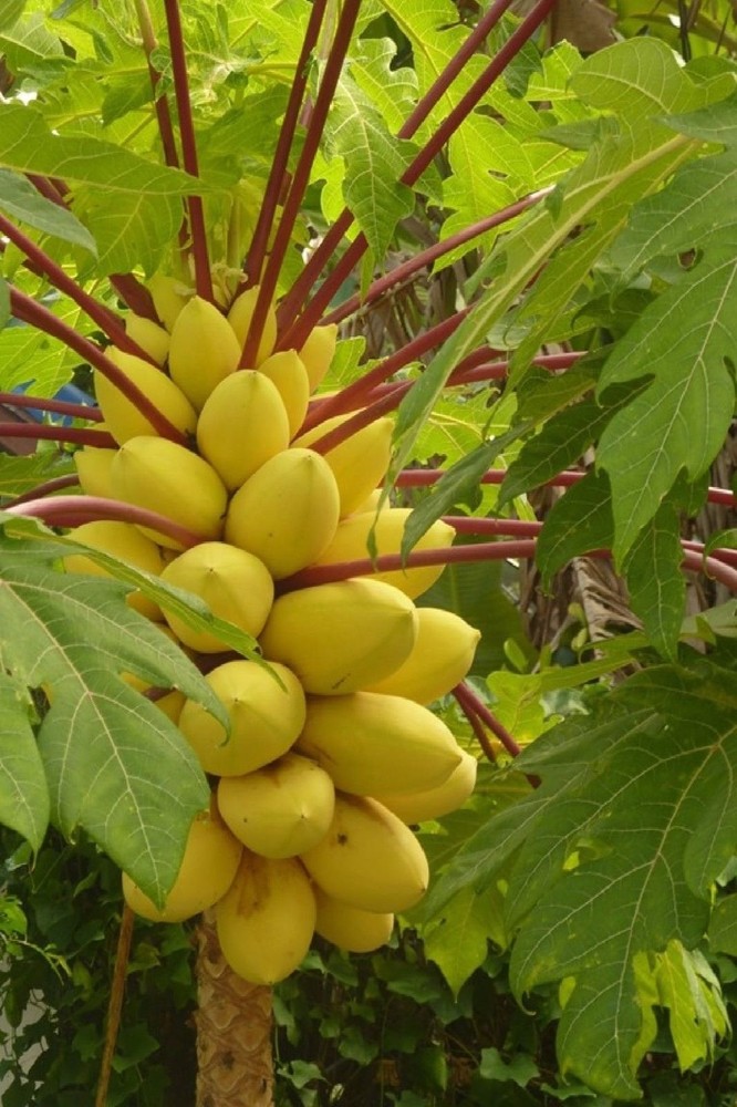 40 Golden Papaya Seeds – Sweet Tropical Fruit Tree – Fast Growing Exotic Plant