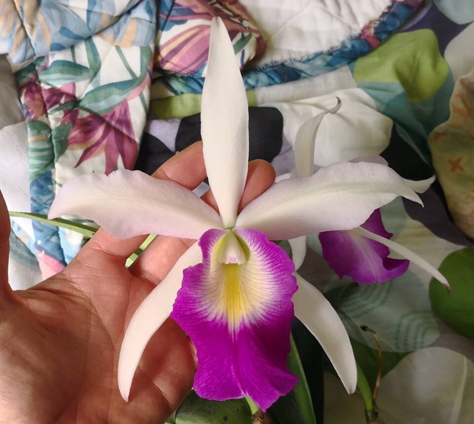 (504)  Lc.Aiea Lorraine 'Paradise'     young plant