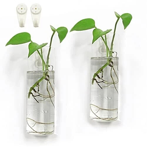Glass Wall Hanging Terrarium Planter for Indoor Plants