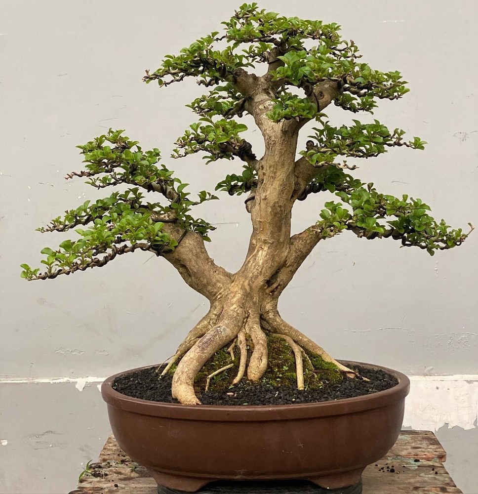 Actual plant Bonsai Cudrania Cochonchinensis old tree bonsai