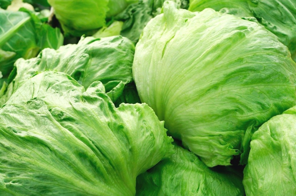 Iceberg Lettuce Head Seeds, Garden Salads, NON-GMO, Crisphead, FREE SHIPPING