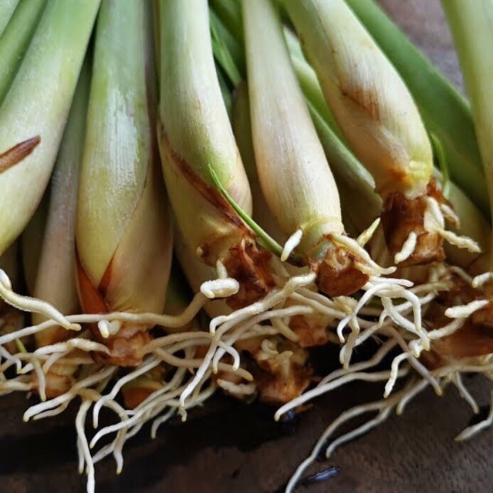 5 Rooted Organic Lemongrass Stalks Cymbopogon Herb Plant Grows Fast & Easy - AZ
