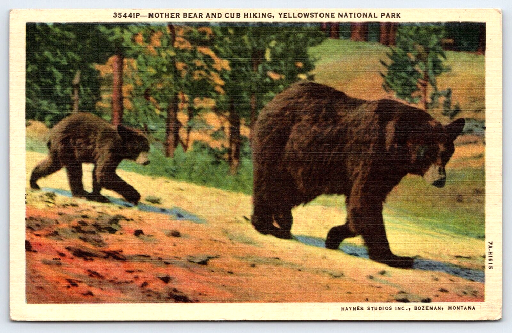 VINTAGE OLD ANTIQUE POSTCARD YELLOWSTONE NATIONAL PARK MOTHER BEAR CUB HIKING