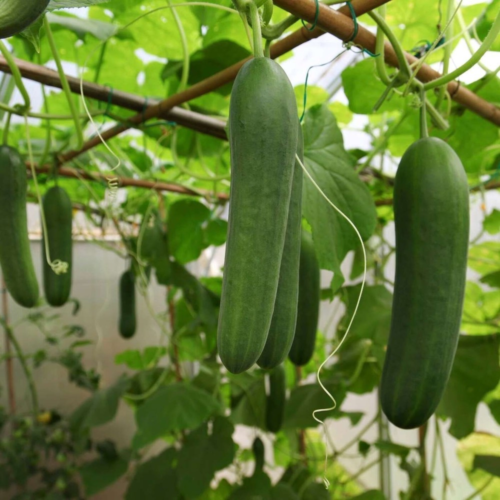 Double Yield Cucumber Seeds - Heirloom Non-GMO 15ct Free US Shipping-image