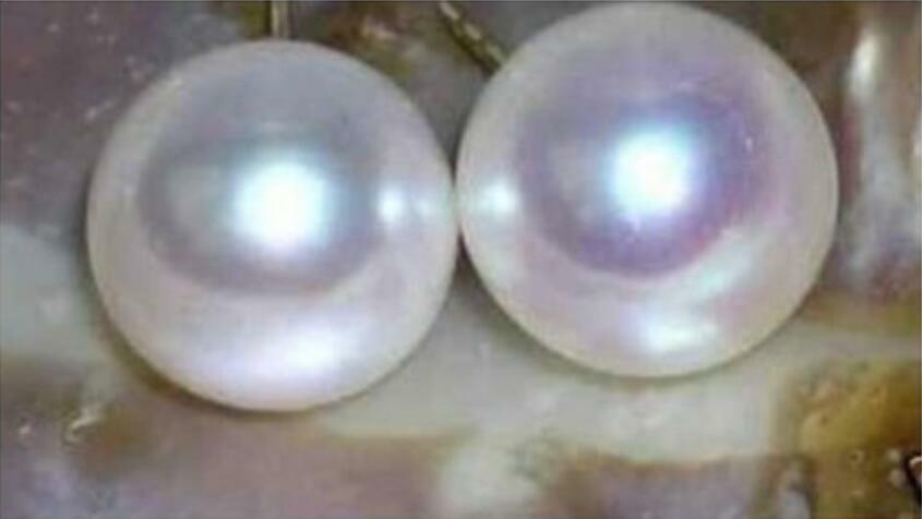 14k White Akoya Pearl Earrings 7-8mm AAA Wholesale Limited Offer-image