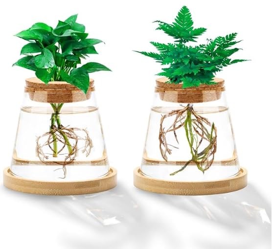 2-Piece Glass Plant Propagation Station with Separated Vials for Hydroponics