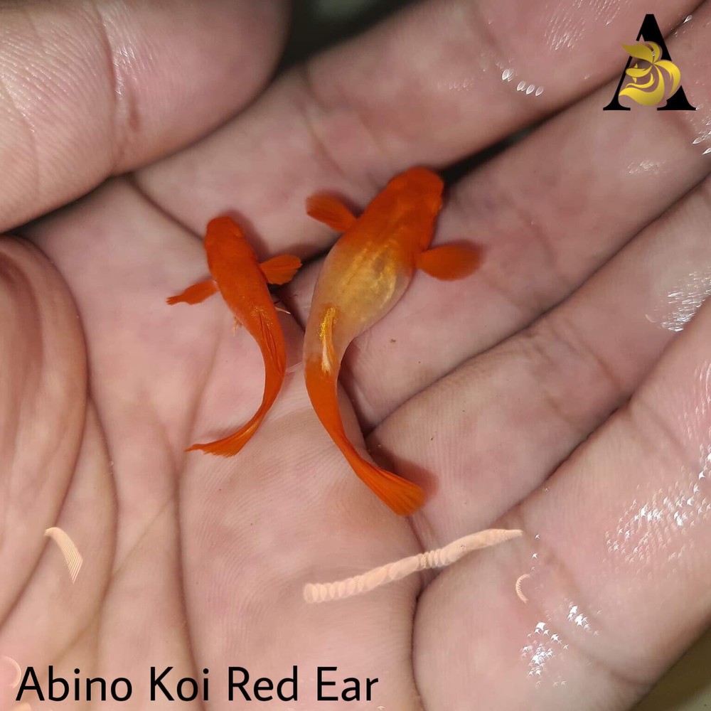 1 Male☆ ABINO KOI RED EAR- Live Aquarium Guppy Fish-  High Quality VIP