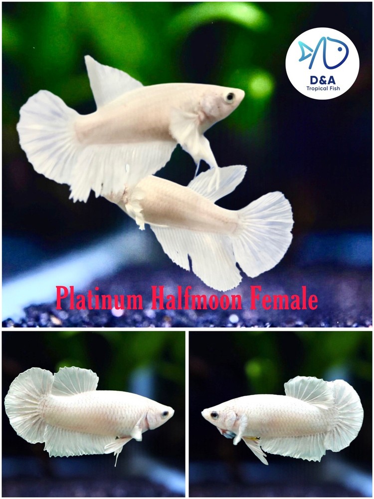 DA Live Betta Fish High Quality Female HM Platinum White Dumbo - USA SELLERS