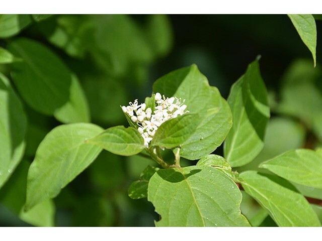 Red Osier Dogwood Live Shrub in 3-Gallon Pot for Vibrant Landscaping