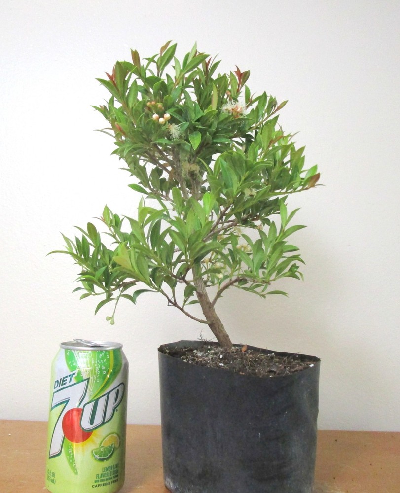 Dwarf Brush Cherry Mame Shohin Bonsai Tree for Unique Flowering Display